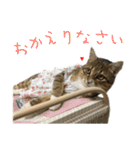 きらくなねこちゃんスタンプ4（個別スタンプ：19）