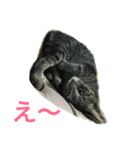 サブとはなことみっことちっこ（個別スタンプ：9）