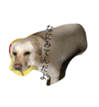 こむ（個別スタンプ：1）