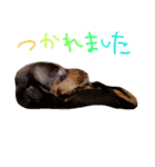 ダックス＆チワックス（個別スタンプ：3）