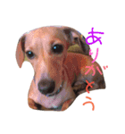 ダックス＆チワックス（個別スタンプ：8）