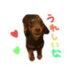 ダックス＆チワックス（個別スタンプ：9）