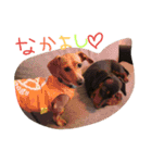 ダックス＆チワックス（個別スタンプ：15）