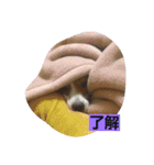 ハナモス（個別スタンプ：4）