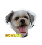 ハナモス（個別スタンプ：5）