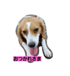 ハナモス（個別スタンプ：6）