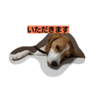 ハナモス（個別スタンプ：10）