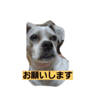 ハナモス（個別スタンプ：11）
