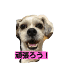 ハナモス（個別スタンプ：12）