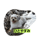 ハナモス（個別スタンプ：16）