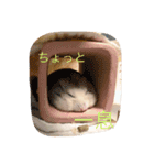 溢れるハムスター（個別スタンプ：3）