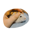 溢れるハムスター（個別スタンプ：8）