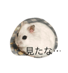 溢れるハムスター（個別スタンプ：13）