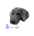 weim（個別スタンプ：8）
