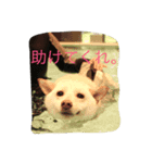 ゆずポン酢1122（個別スタンプ：3）