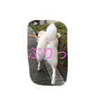 ゆずポン酢1122（個別スタンプ：7）