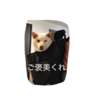 ゆずポン酢1122（個別スタンプ：8）