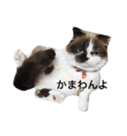 日常使えるネコスタンプ（個別スタンプ：3）