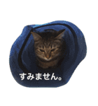 日常使えるネコスタンプ（個別スタンプ：5）