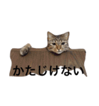 日常使えるネコスタンプ（個別スタンプ：8）