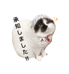 日常使えるネコスタンプ（個別スタンプ：17）