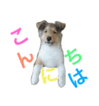 ラフコリーの日常会話（個別スタンプ：3）