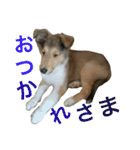 ラフコリーの日常会話（個別スタンプ：5）