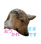 ラフコリーの日常会話（個別スタンプ：6）