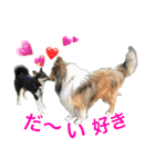 ラフコリーの日常会話（個別スタンプ：7）