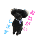 ラフコリーの日常会話（個別スタンプ：11）