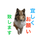 ラフコリーの日常会話（個別スタンプ：12）