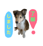 ラフコリーの日常会話（個別スタンプ：16）