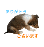ラフコリーの日常会話（個別スタンプ：19）