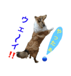 ラフコリーの日常会話（個別スタンプ：21）