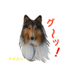ラフコリーの日常会話（個別スタンプ：22）