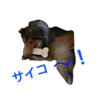 ラフコリーの日常会話（個別スタンプ：24）