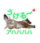 ラフコリーの日常会話（個別スタンプ：25）