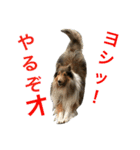 ラフコリーの日常会話（個別スタンプ：26）