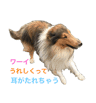 ラフコリーの日常会話（個別スタンプ：28）