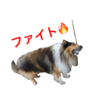 ラフコリーの日常会話（個別スタンプ：29）