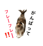 ラフコリーの日常会話（個別スタンプ：30）