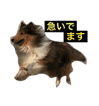 ラフコリーの日常会話（個別スタンプ：32）