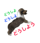 ラフコリーの日常会話（個別スタンプ：33）