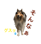 ラフコリーの日常会話（個別スタンプ：37）