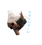 暴れんぼうbaby（個別スタンプ：3）