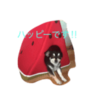 パピコ2（個別スタンプ：1）