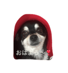 パピコ2（個別スタンプ：8）