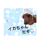 ミニチュアダックス  りんちゃんの毎日（個別スタンプ：13）