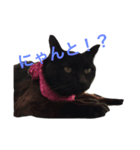 猫猫。（個別スタンプ：2）