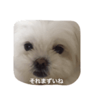 猛犬注意（個別スタンプ：7）